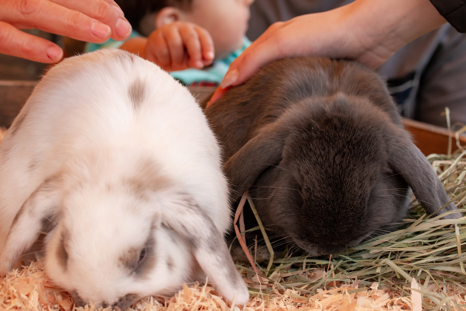 Hands on for these two soft bunnies, who aren’t bothered one bit as they munch away while at the petting zoo at the Centralia College SpringFest Tuesday afternoon.